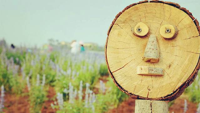 洛阳薰衣草庄园