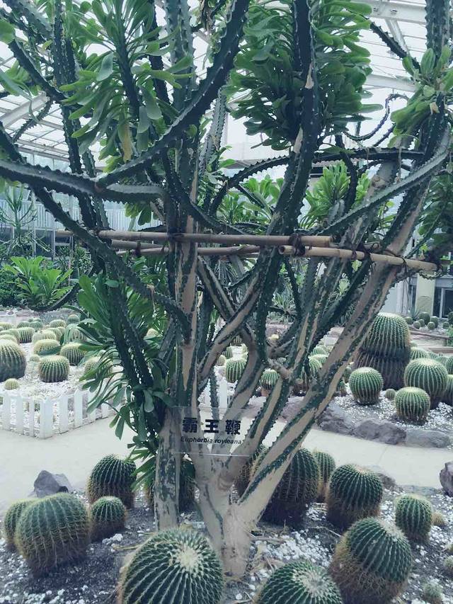成都植物园