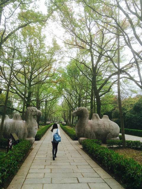 游记详情 逛完中山陵才3点钟,看时间还早,干脆步行20分钟到明孝陵