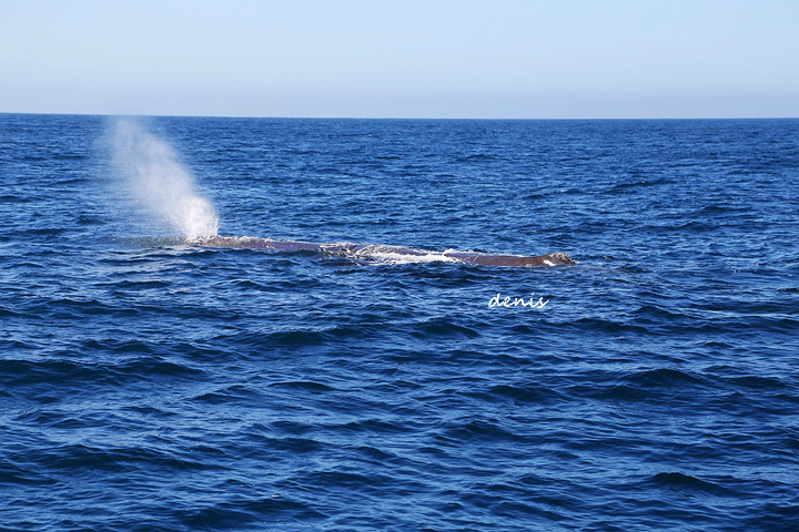 2017非常幸运快艇出海20分钟就看到了巨无霸