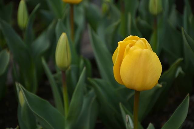 武汉农业集团郁金香主题公园