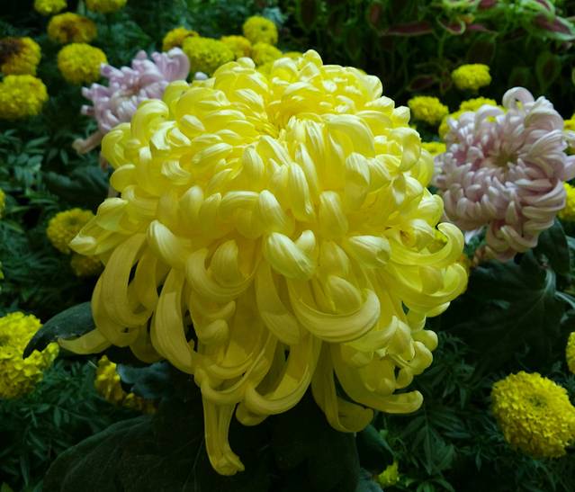 七彩云南花之城