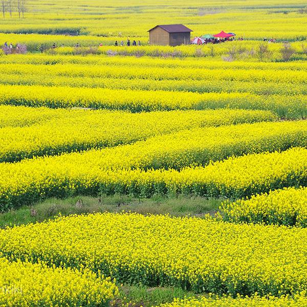 千岛菜花风景区