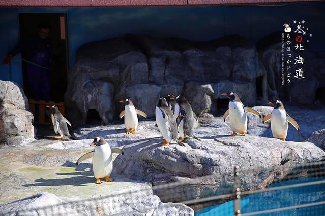 登别海洋公园尼克斯