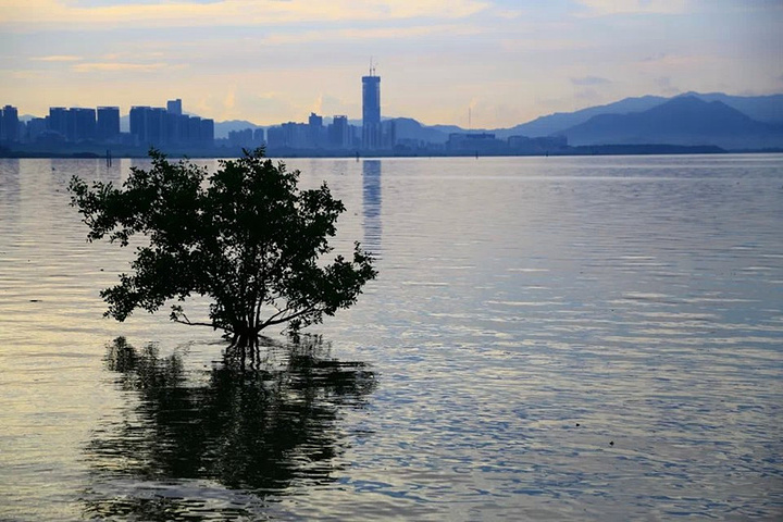 "早上有好多人跑步锻炼，从红树林滨海大道入口到日出广场步行差不多要半个小时，日出和日落的照片我真..._红树林"的评论图片