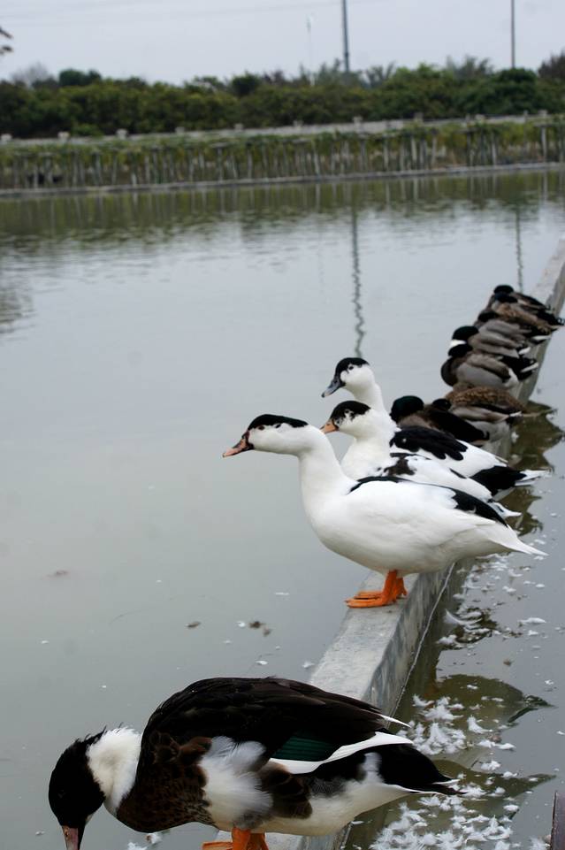 化龙农业大观园