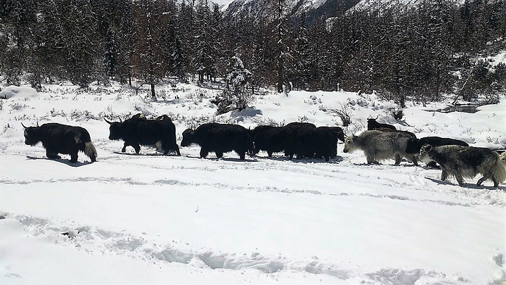 "经过昨天海拔较高的梦笔山，我觉得我爬玛嘉沟这座雪山完全不用担心高反了。木栈道上的羊群_玛嘉沟"的评论图片