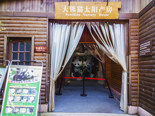 2017在大熊猫太阳产房可以看到刚出生的大熊