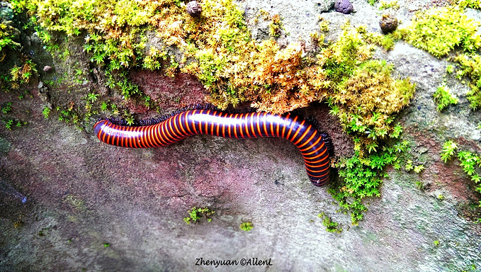 谁能告诉我这是嘛虫子?