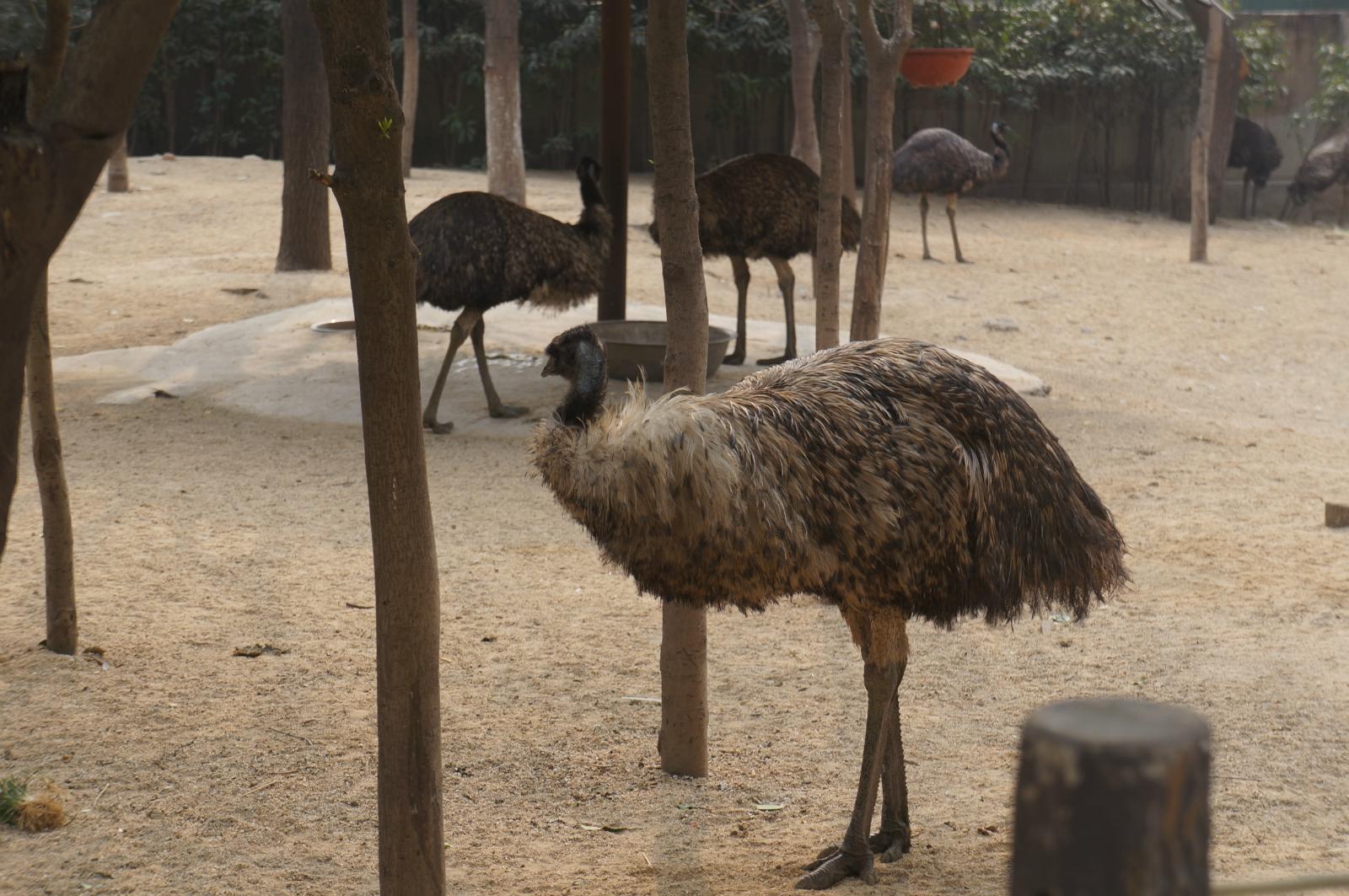 2021鄭州市動物園遊玩攻略,特別提醒一下各位,去動物園.