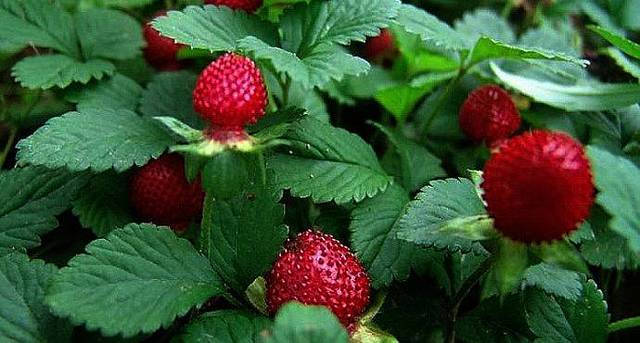 第15章 云南不下雨 |单人自驾游中国