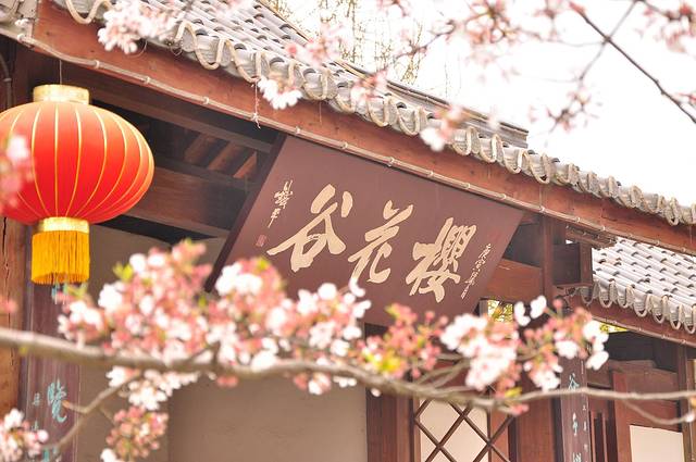 太湖鼋头渚风景区-樱花谷