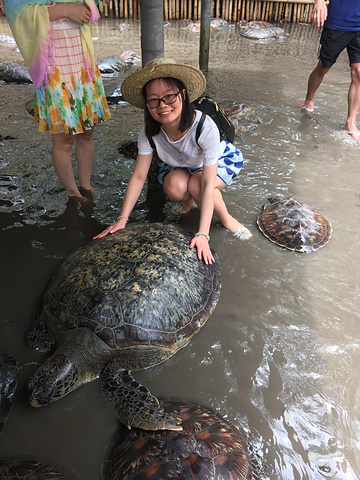 "就很多人那里有好多龟龟给游人拍照···要是你抱起来，工作人员还会用中文说：不要抱不要抱···厉..._海龟岛"的评论图片