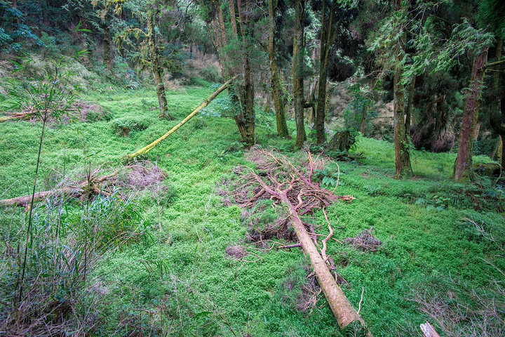 "沿路风景都很原生态，没有太多人迹的感觉，很多路面都长满青苔，快要把路面掩没了。好喜欢_塔山步道"的评论图片