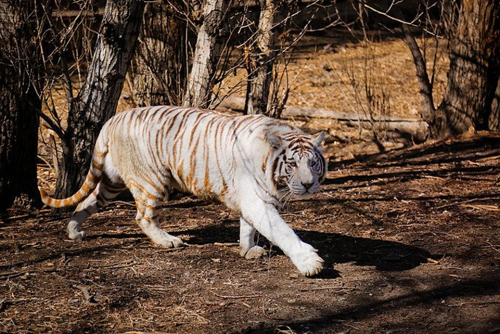 2017.、狮虎兽、猎豹、花豹、金钱豹、非洲狮