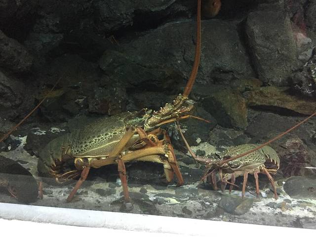 Kelly Tarlton’s SEA LIFE Aquarium