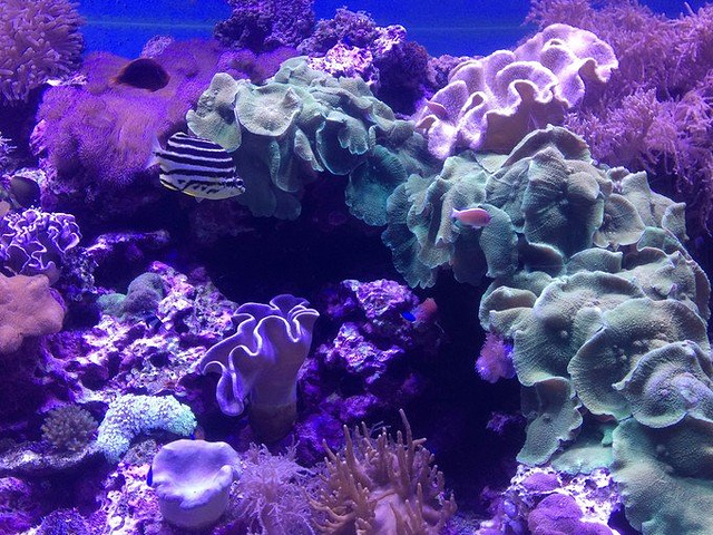 21主要展示南中国海珊瑚生态 仿生环境甚至完全的出现了海底沉船的形态 游人可以穿梭其间体验海底世界的震撼 台湾海洋生物博物馆 评论 去哪儿攻略