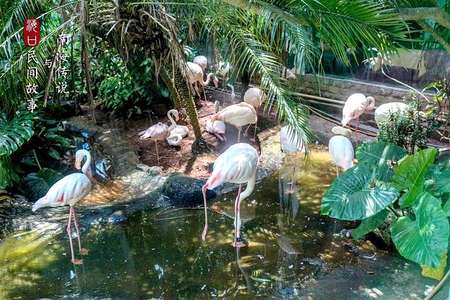 海南热带野生动植物园