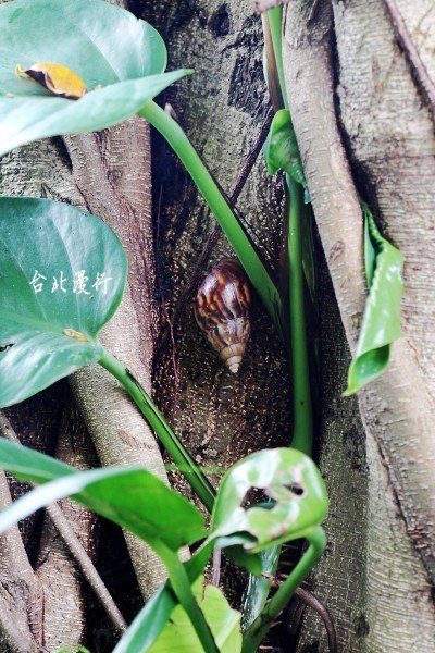 105台湾台北市松山区富锦街