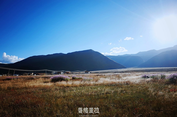 2017纳帕海中甸最大的草原,也是高原最具特色