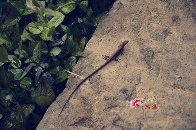 北方的壁虎很少,还是第一次看见这么长尾巴的壁虎.