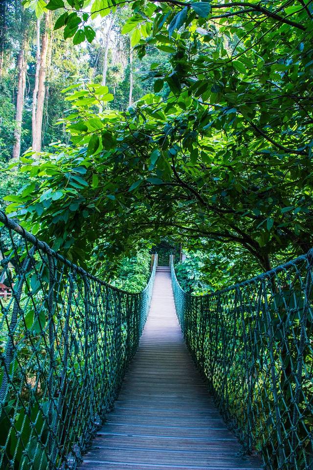 西双版纳原始森林公园