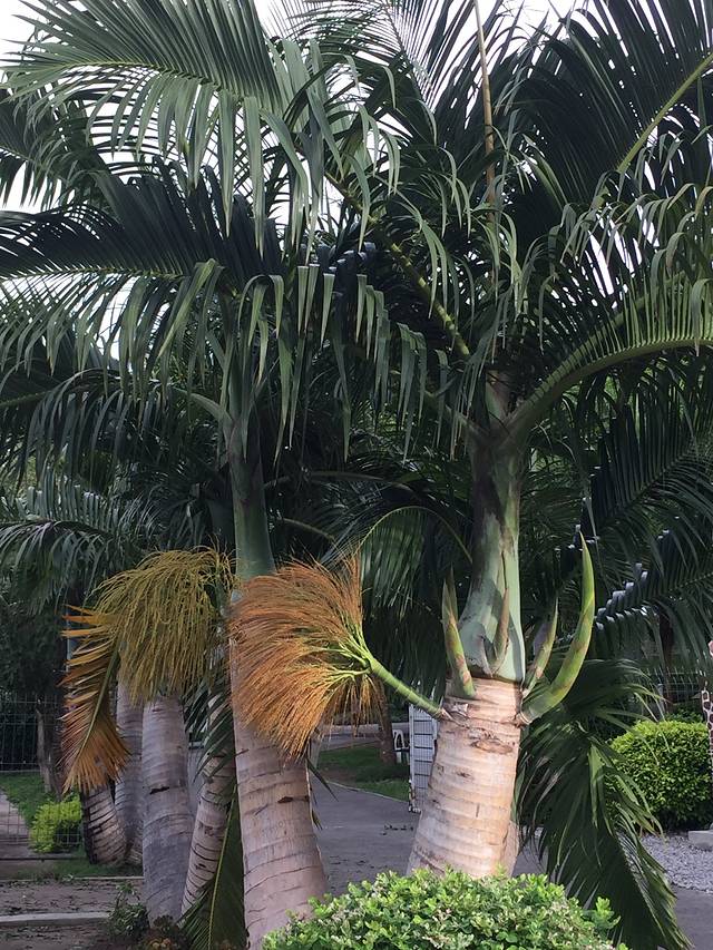 拉查帕皇家花园