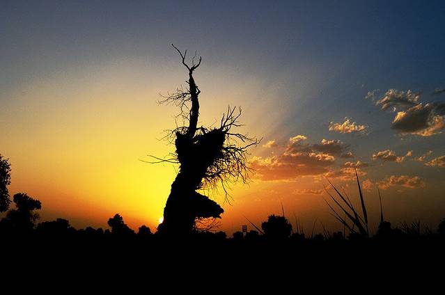 敦煌西湖湿地生态公园