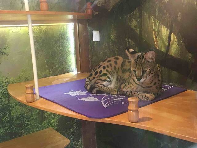 猫小院猫主题咖啡西餐