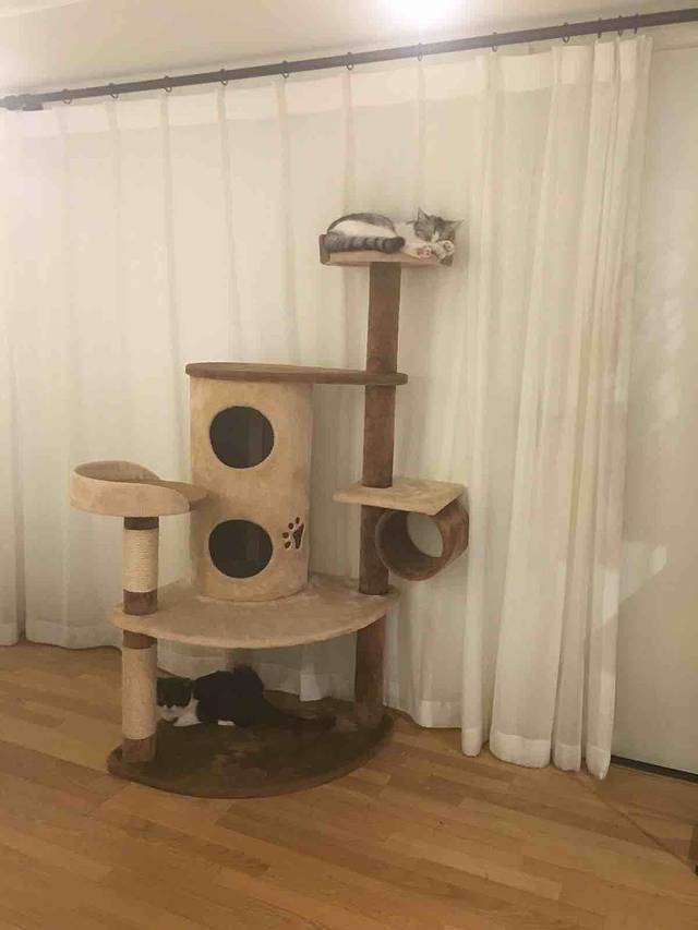 猫小院猫主题咖啡西餐