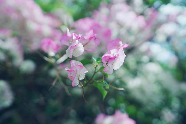 圣普罗帕斯教堂