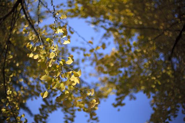 朝晖文化公园-最美银杏林