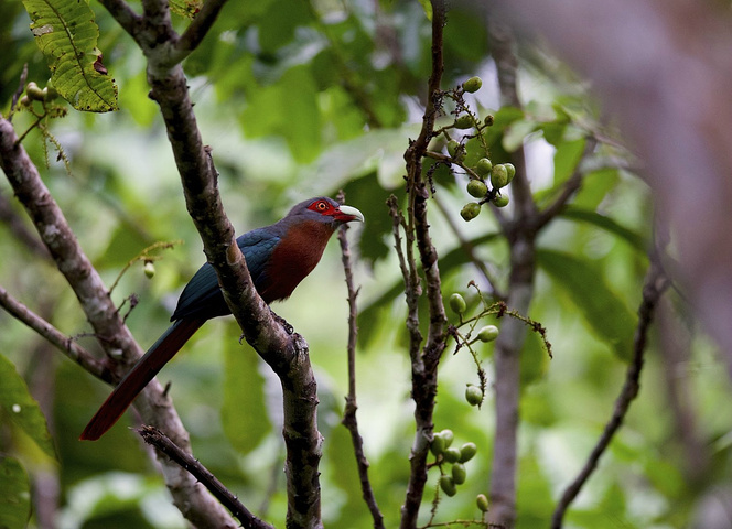 马来西亚山打根