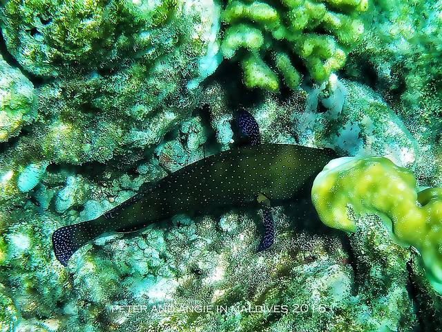 瓦度岛（阿达兰瓦度岛度假村）