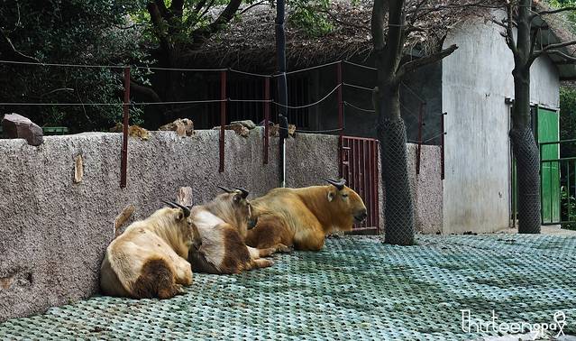江苏淹城野生动物世界