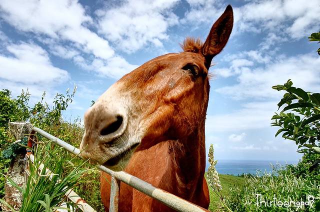 波罗陆山谷观景点