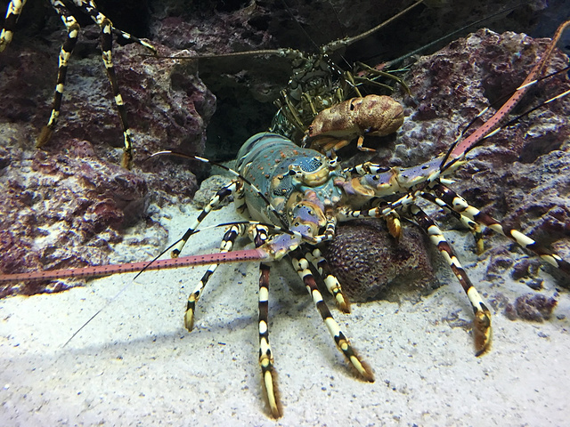 "冲绳美丽海水族馆【简介】冲绳美丽海水族馆是海洋博公园内设立的一座以“生动展现冲绳的神秘”为..._冲绳美丽海水族馆"的评论图片