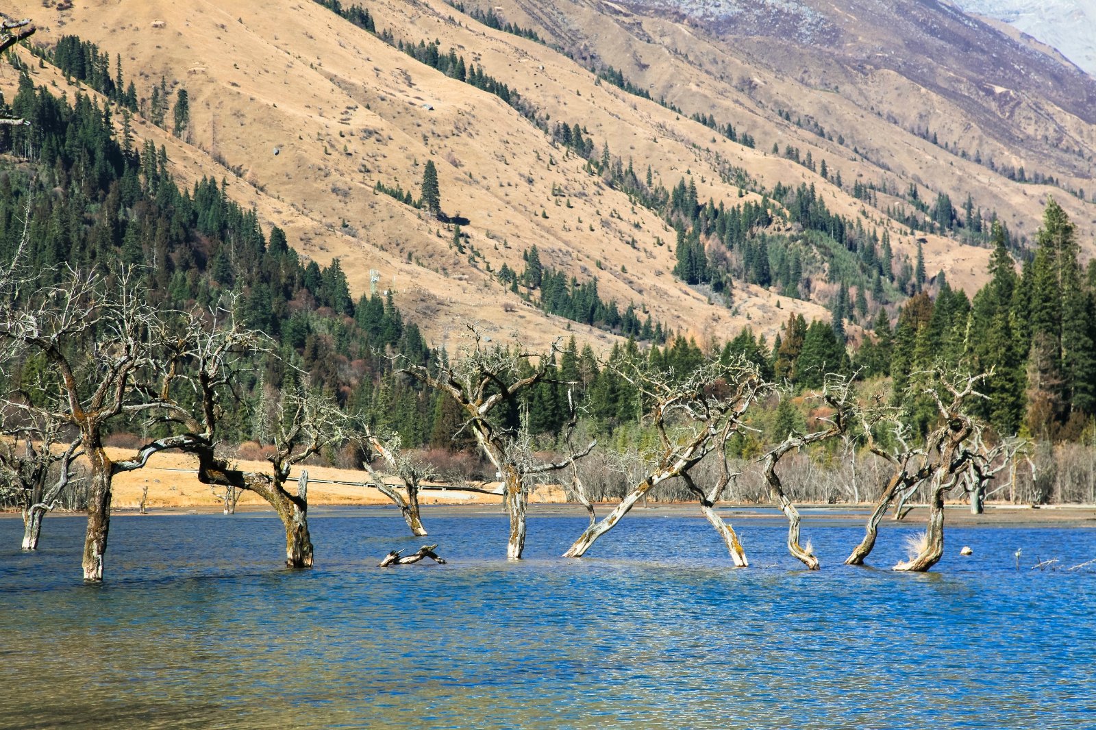 枯树滩作为四姑娘山双桥沟的一个大景点还是值得来看一看的不用费体力