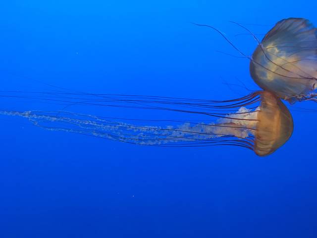蒙特雷湾水族馆