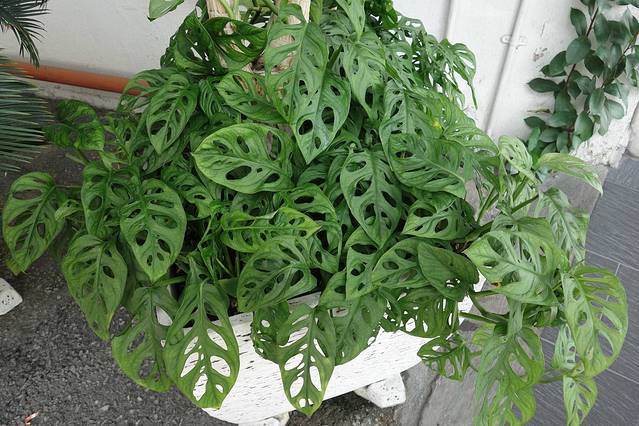 皇家雪兰莪锡镴工坊