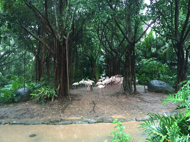2017今天我们要游玩长隆野生动物世界,下雨天