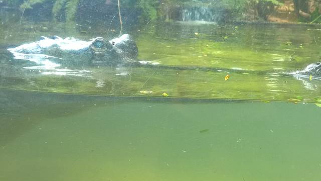 德希乌拉动物园