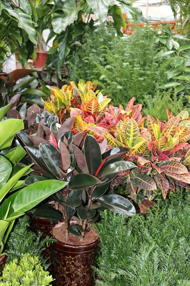 曹庄子花卉市场