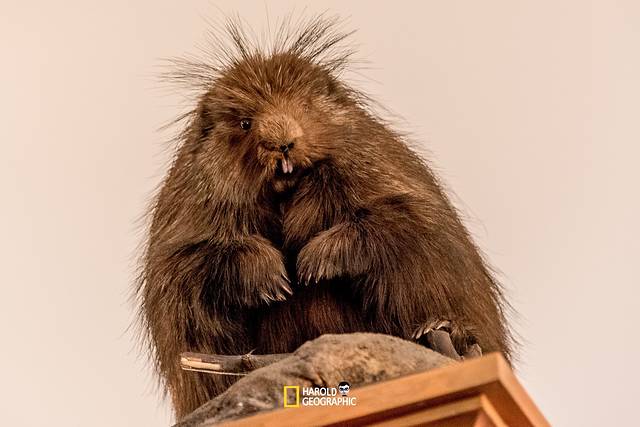 班夫公园博物馆