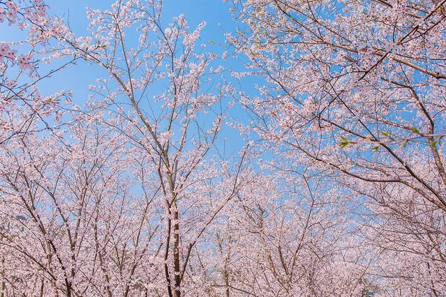 太湖鼋头渚风景区-樱花谷