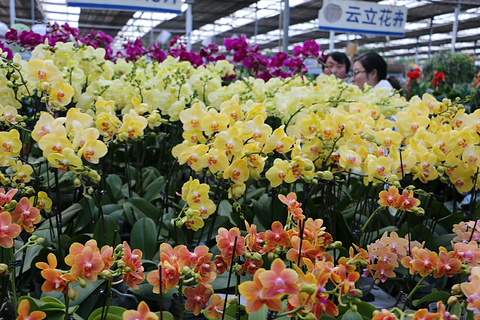 曹庄子花卉市场旅游景点攻略图