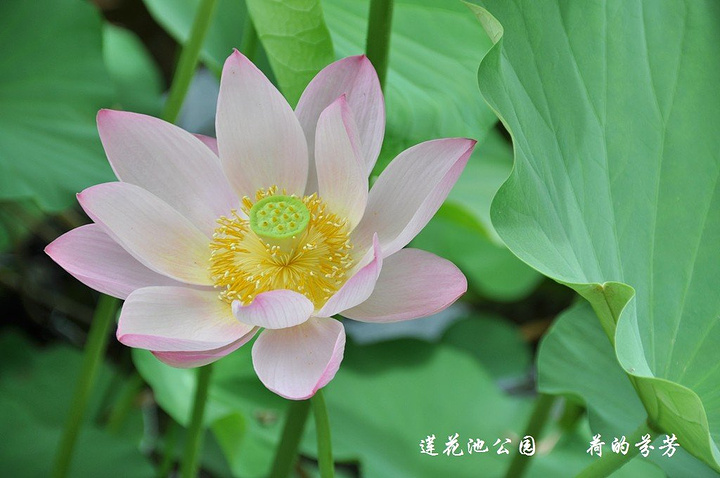 的荷叶中无数朵漂亮的荷花缓缓盛开就像一幅画更像一首诗造型独特的荷