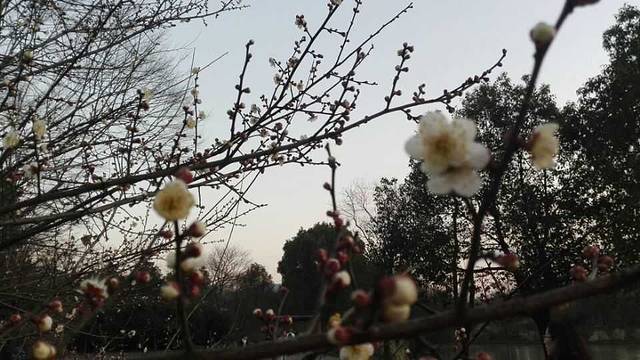 东台西溪天仙缘景区