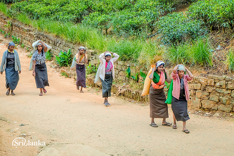 蓝房子茶厂旅游景点攻略图