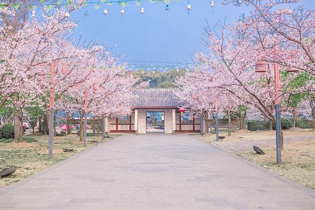 太湖鼋头渚风景区-樱花谷